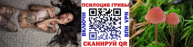 Галлюциногенные грибы Psilocybe  где купить   Новая Ладога 